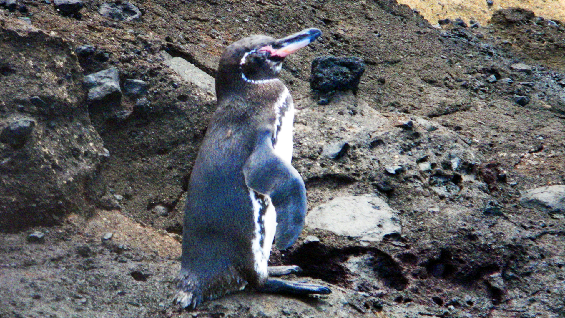 wp-content/uploads/itineraries/Galapagos/032310galapagos_taguscove_penguin (7).JPG